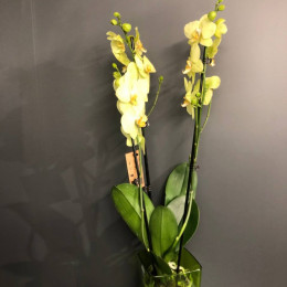 Орхидея "Фаленопсис" (Лайм)