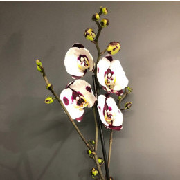 Орхидея "Фаленопсис" (Белая)