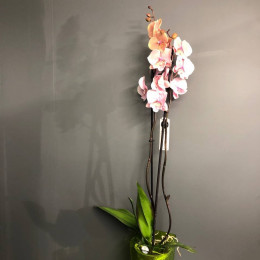 Орхидея "Фаленопсис" (Розовая)