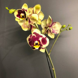 Орхидея "Фаленопсис" (Микс)