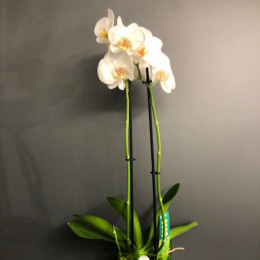 Орхидея "Фаленопсис" (Белая)