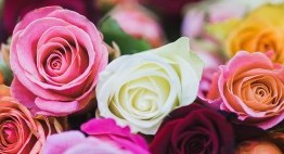 Как покрасить розы